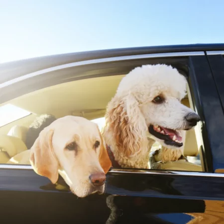 Car Accessories For Pets